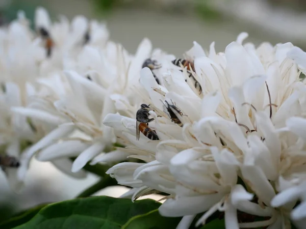 Group Red Dwarf Honey Bee Robusta Coffee Blossom Tree Plant —  Fotos de Stock