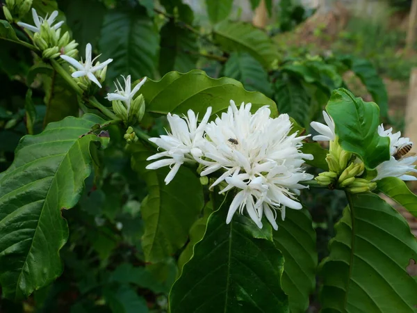 Honey Bee Robusta Coffee Blossom Tree Plant Green Leaf Black —  Fotos de Stock