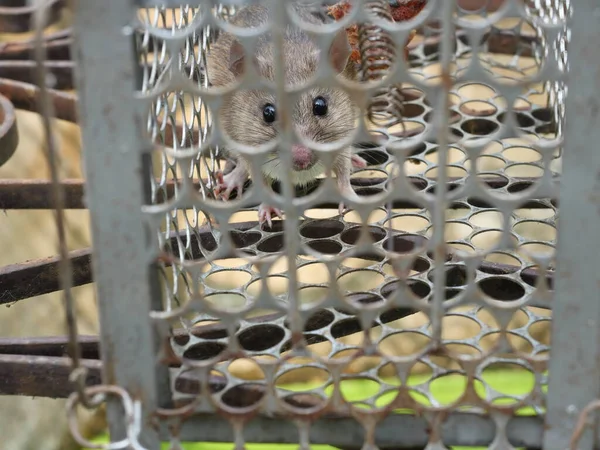 Rat Cage Mousetrap Mouse Finding Way Out Being Confined Trapping — Zdjęcie stockowe