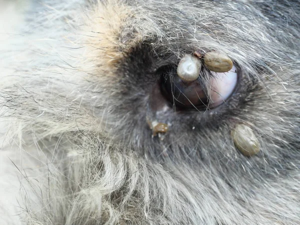 Group of brown dog ticks on the skin around the eye of dog, The tick is pumping the blood of the pets, Parasite that is dangerous to pet health