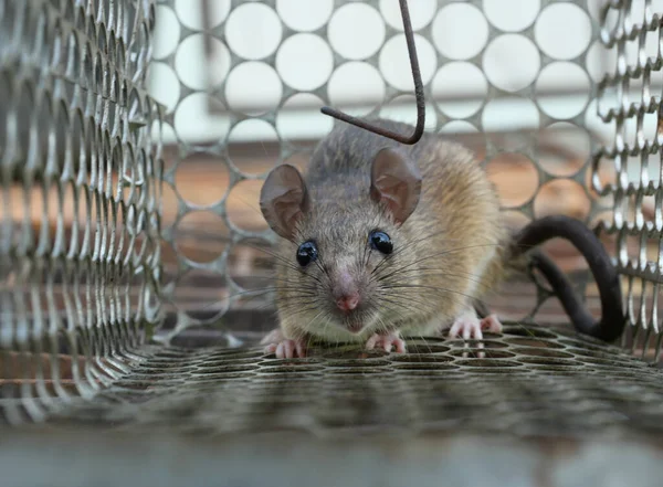 Rat in cage mousetrap, Mouse finding a way out of being confined, Trapping and removal of rodents that cause dirt and may be carriers of disease, Mice try to find freedom