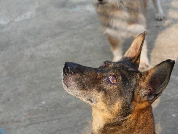 Cão Preto Marrom Está Levantando Cabeça Para Olhar Para Cima — Fotografia de Stock