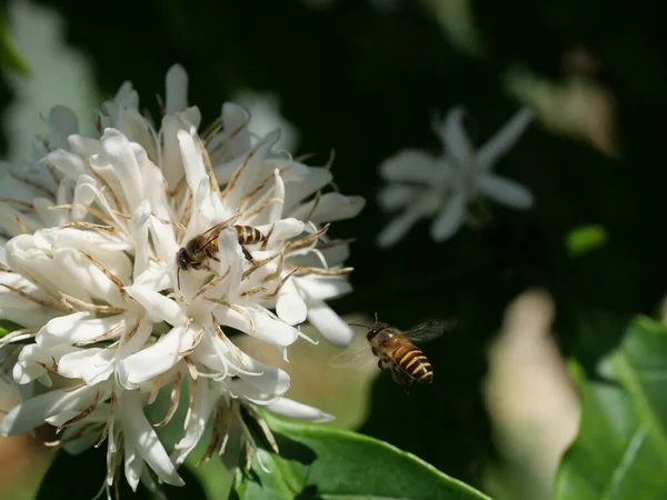 Lebah Madu Pada Bunga Kopi Robusta Pada Tanaman Pohon Dengan Stok Foto