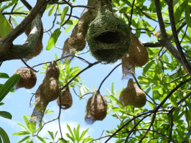 Baya Weaver (Ploceus philippinus) kuş yuvası, arka planda mavi gökyüzü, Tayland