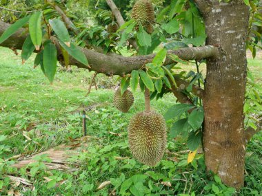 Tropikal tarım bölgesinde ağaçtaki Durian meyvesi, Tayland 'da lezzetli tadı olan kokulu meyveler.