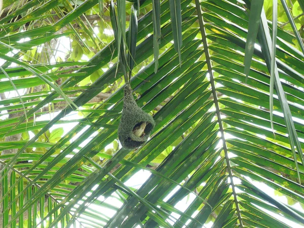 Baya Weaver Ploceus Philippinus Nido Aves Rama Palmera Coco Con —  Fotos de Stock