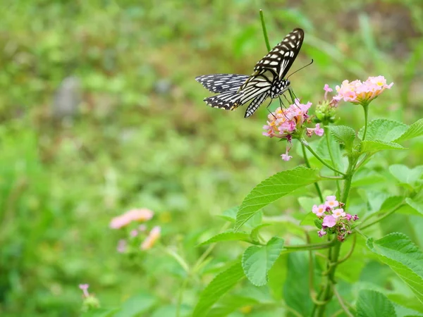 Common Mime Papilio Clytia Butterfly Sucking Nectar West Indian Lantana — Stock Photo, Image