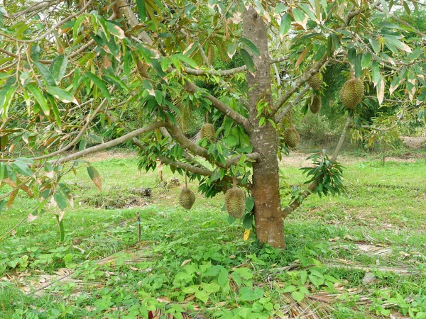 Frutas Secas Árvore Uma Área Agrícola Tropical Frutas Mal Cheirosas — Fotografia de Stock