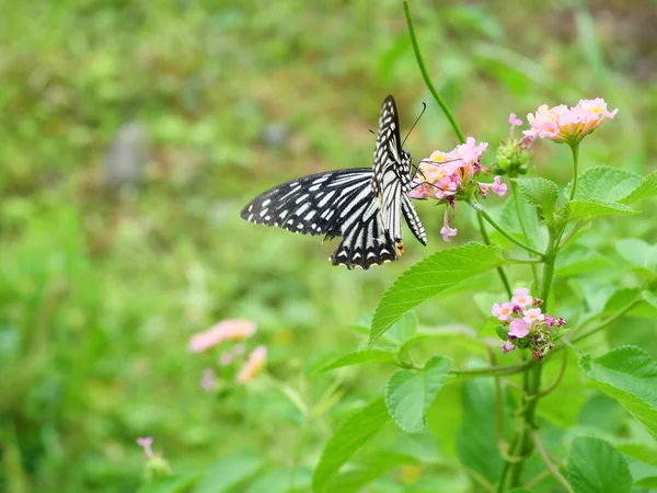 Common Mime Papilio Clytia Butterfly Sucking Nectar West Indian Lantana — Stock Photo, Image