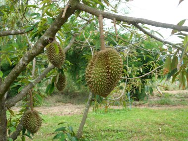 Tropikal tarım bölgesinde ağaçtaki Durian meyvesi, Tayland 'da lezzetli tadı olan kokulu meyveler.