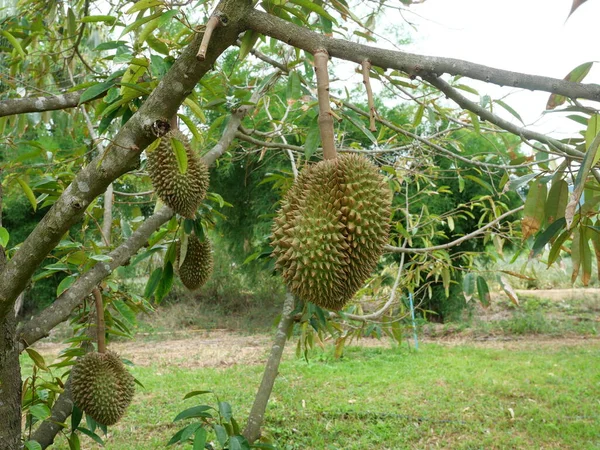 Frutos Durianos Árbol Una Zona Agrícola Tropical Frutas Malolientes Con —  Fotos de Stock