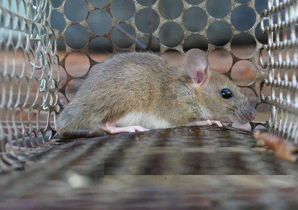 stock image Rat in cage mousetrap, Mouse finding a way out of being confined, Trapping and removal of rodents that cause dirt and may be carriers of disease, Mice try to find freedom