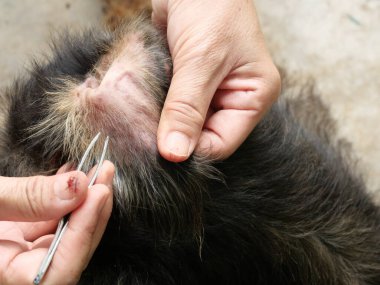 Köpek kulağına kene takmak için cımbız tutarken kene hayvanın kanını pompalıyor.