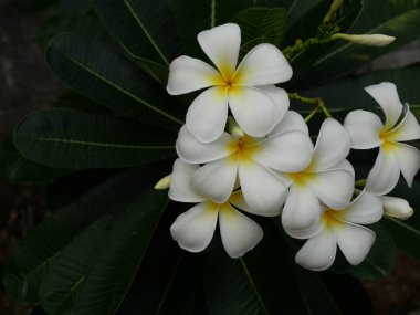 Ağaçta Plumeria çiçekleri, yeşil arka planda yaprağı olan beyaz frangipani çiçekleri, bitkilerin tazeliği
