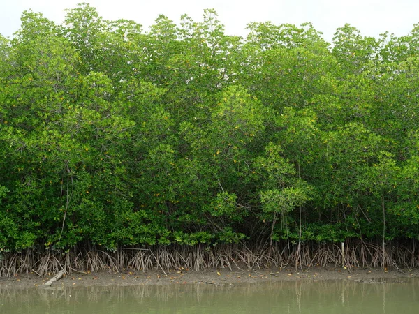 Raiz Mangue Árvore Com Arbusto Folha Verde Floresta Tropical Áreas — Fotografia de Stock