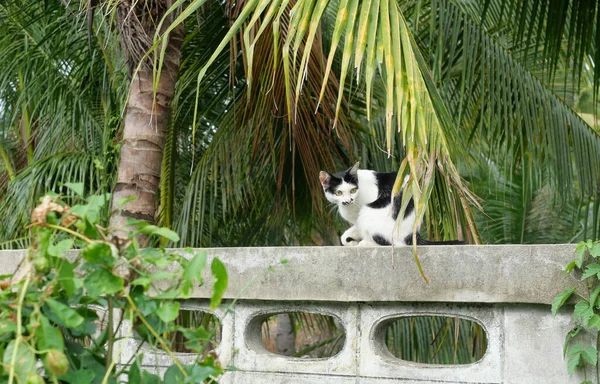 Tabby Γάτα Κάθεται Πράσινο Θάμνο Φύλλων Στον Τοίχο Μαύρο Και — Φωτογραφία Αρχείου