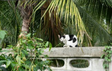 Duvardaki yeşil yaprak çalılığında oturan tekir kedi, kedinin üzerinde siyah ve kahverengi ve beyaz halkalar