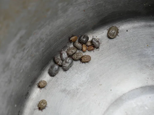 Group of brown dog ticks on gray metal background, tick parasite pumping the blood of the pet