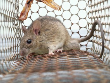 Rat in cage mousetrap on white background, Mouse finding a way out of being confined, Trapping and removal of rodents that cause dirt and may be carriers of disease, Mice try to find freedom clipart