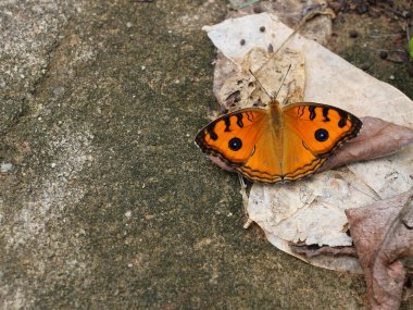 Tavuskuşu Penisi (Junonia almana) kelebeği gri ve kahverengi taş zeminde kanat çırpar, turuncu renkli böceğin kanadındaki gözlere benzer desen