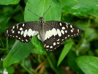 Kireç kelebeği (Papilio demoleus) doğal yeşil arka planda yırtık kanada yayılan, mavi ve siyah kolon ile turuncu krem desenli tropikal böcek, Tayland