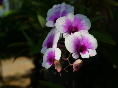 White With Purple Stripes of Phalaenopsis Orchids blossom with natural green and black background,, Moth orchid flower in Thailand