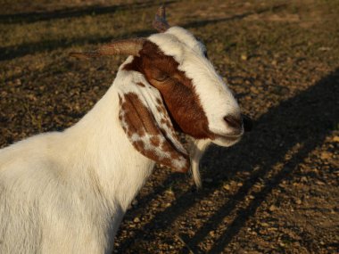 Brown and white spotted goat standing in green pasture, Mammals on the farm field