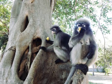 Dusky leaf monkey sitting on tree,  Forest mammal with green trees and shrubs