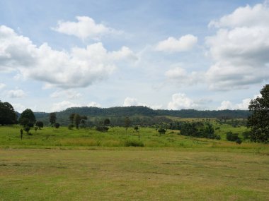 Arka planda mavi ve beyaz bulutlu yeşil ormanlı çayır, Tayland 'daki Thung Salaeng Luang Milli Parkı' nda Savannah veya Savannah