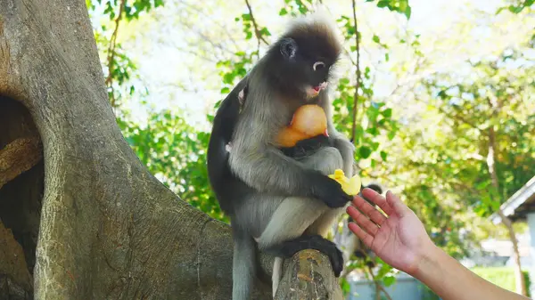 Dusky leaf monkey ( Spectacled langur ) prop up golden yellow childhood monkey on tree, Human hand is touching the body of a wild animal, Thailand