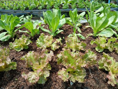 Red Coral Marul ve Cos ya da sebze bahçesindeki toprağın üstündeki Romaine Marulu, salata sebzesi ekimi, Tayland 'da ekin ekimi