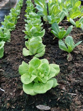 Tereyağlı Marul, sebze bahçesindeki toprak, salata sebzesi ekme, Tayland 'da çevre tarımı.