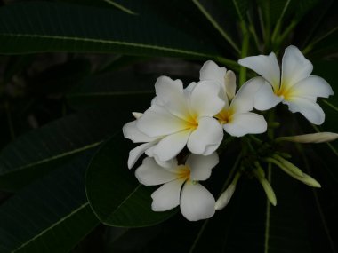 Ağaçta Plumeria çiçekleri, yeşil arka planda yaprağı olan beyaz frangipani çiçekleri, bitkilerin tazeliği