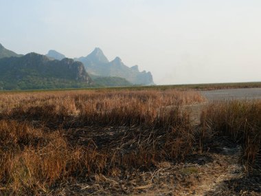 Yanmış kısmın yüzeyine sahip kuru kahverengi çimenler, arka planda dağ olan siyah ve gri küller, kuraklıktan etkilenen tarlalarda yanan vahşi ateş kalıntıları, kurumuş zift kalıntıları olur.
