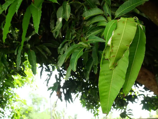 Turuncu gaster, Weaver ya da yeşil ağaç karınca sürüsü yaprak çekerek mango ağacı bitkisine yuva yapar. Böceklerin takım çalışması.
