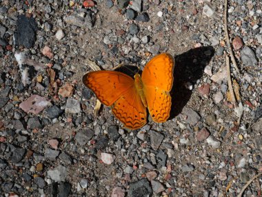 Ormanda yürüyen Yeoman Kelebeği, Tropikal böceğin turuncu kanatlarında siyah çizgiler