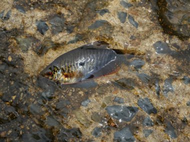 Temiz suda üç benekli gourami balığı Tayland 'da önemli bir su ürünüdür.