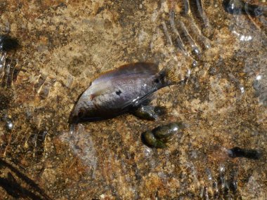 Temiz suda üç benekli gourami balığı Tayland 'da önemli bir su ürünüdür.