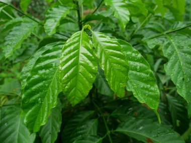 Yaprağın parlak yüzeyi henüz ilkbaharda, genç Robusta 'nın yeşil yaprağı su damlalarıyla dikilmiş kahve ağacı, yağmurdan sonra bitkilerin tazeliği