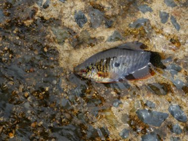 Temiz suda üç benekli gourami balığı Tayland 'da önemli bir su ürünüdür.