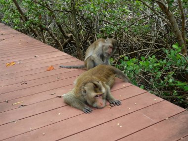 İki altın tüylü maymun, Tayland 'ın mangrov ormanlarında yürüyüş yolunda dinlenen kene ve parazitleri, uzun kuyruklu veya yengeç yiyen makakları arıyor.