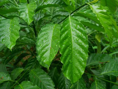 Yaprağın parlak yüzeyi henüz ilkbaharda, genç Robusta 'nın yeşil yaprağı su damlalarıyla dikilmiş kahve ağacı, yağmurdan sonra bitkilerin tazeliği