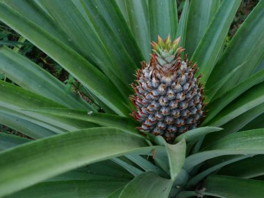 Ağaç bitkisindeki taze ananas meyvesi, doğal yeşil arka plan, tarım arazisindeki lezzetli tropik meyve.