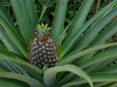 Ağaç bitkisindeki taze ananas meyvesi, doğal yeşil arka plan, tarım arazisindeki lezzetli tropik meyve.