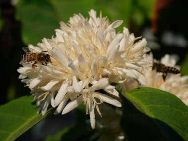 Honey bee on Robusta coffee blossom on tree plant with green leaf with black color in background. Petals and white stamens of blooming flowers