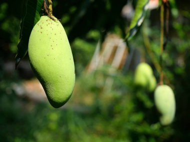 Ağaçta asılı mango meyvesi, doğal yeşil arka plan, lezzetli tropikal meyveler.