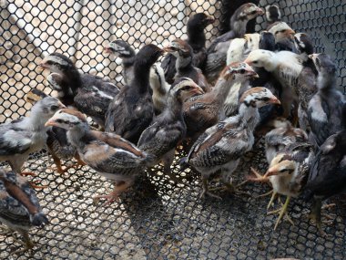 Tarım çiftliğindeki tel örgülerin arkasında beslenen tavuklar, bir grup piliç ve kafeste tavuk.