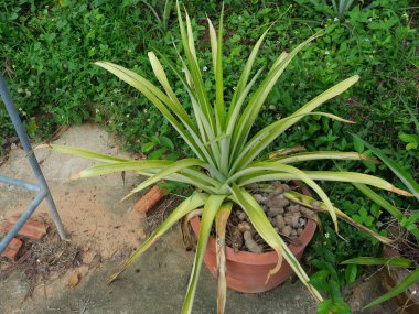 Bir saksıda büyüyen yeşil ananas ağacı köpek dışkısı gübresiyle.