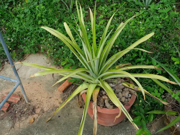 Bir saksıda büyüyen yeşil ananas ağacı köpek dışkısı gübresiyle.