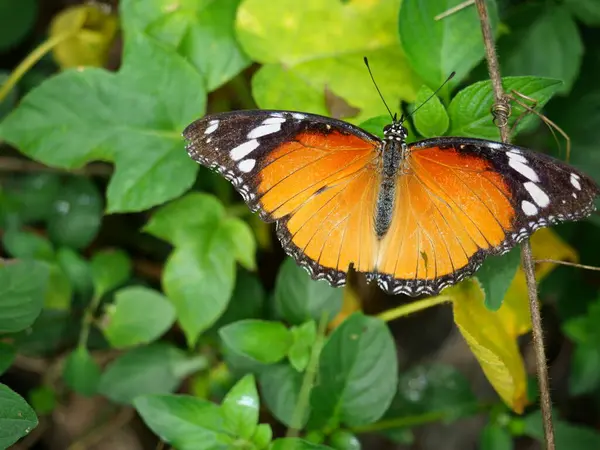 Sade kaplan ya da Afrika hükümdarı (Danaus chrysippu) yaprak üzerinde doğal yeşil arkaplan, böceğin kanadında beyaz ve siyah renk desenli turuncu kelebek.
